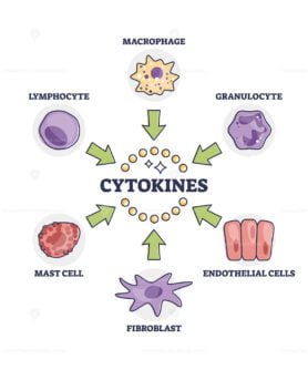 cytokines 2 outline 1