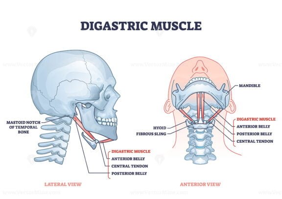 digastric muscle outline 1