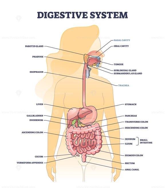digestive system of the human body outline 1