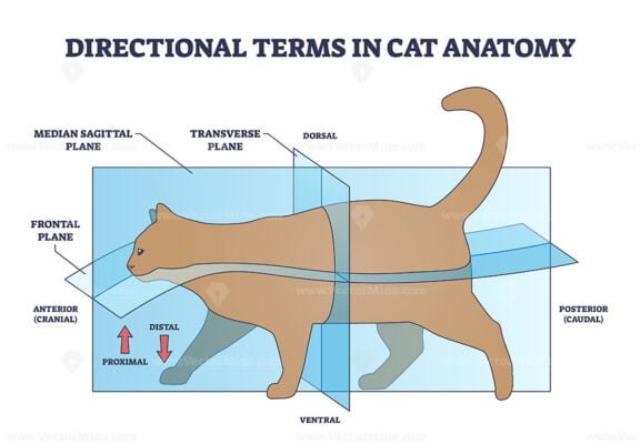 directional terms in cat anatomy outline 1