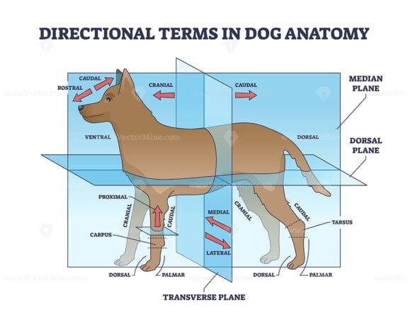 directional terms in dog anatomy outline 1