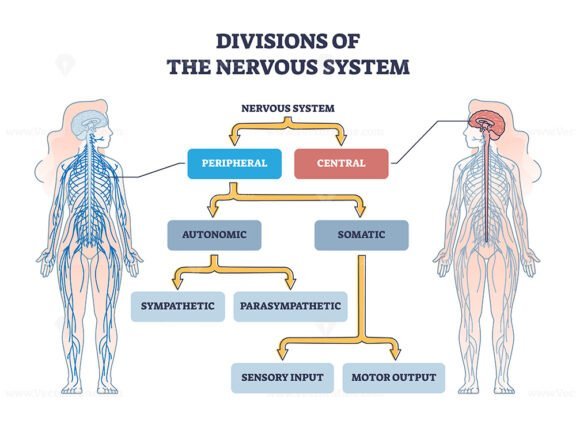 divisions of the nervous system outline 1