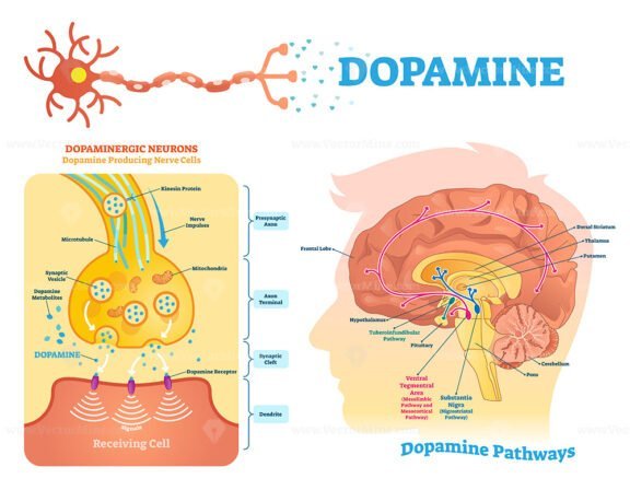 dopamine diagram 1