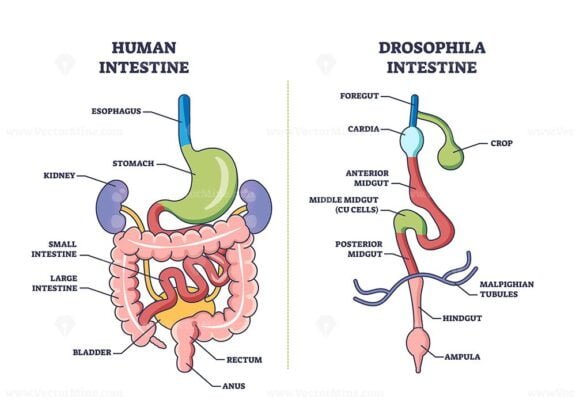 drosophila digestive tract outline 1