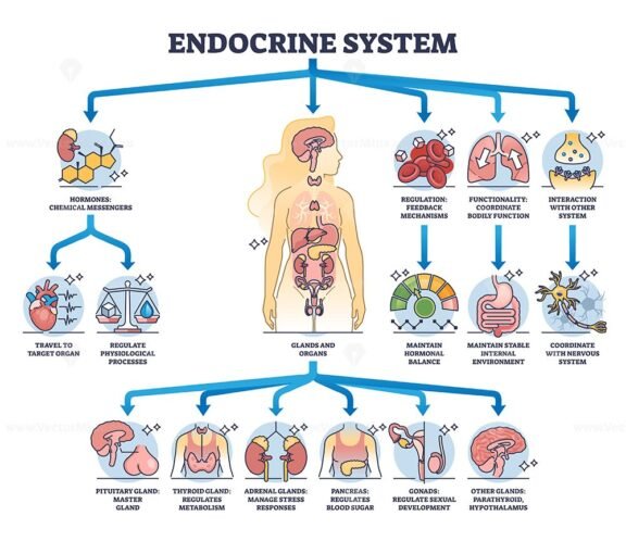 endocrine system diagram 3 outline 1