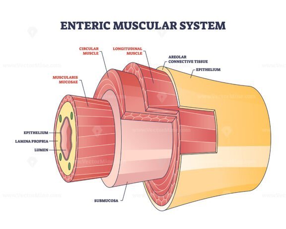 enteric muscular system outline 1