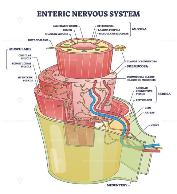 enteric nervous system outline 1