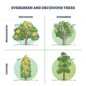 evergreen trees vs deciduous trees outline 1