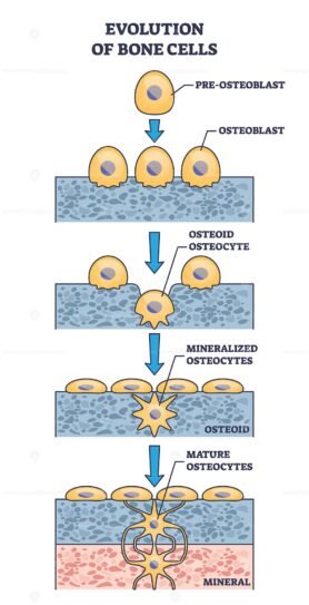 evolution of bone cells outline diagram 1