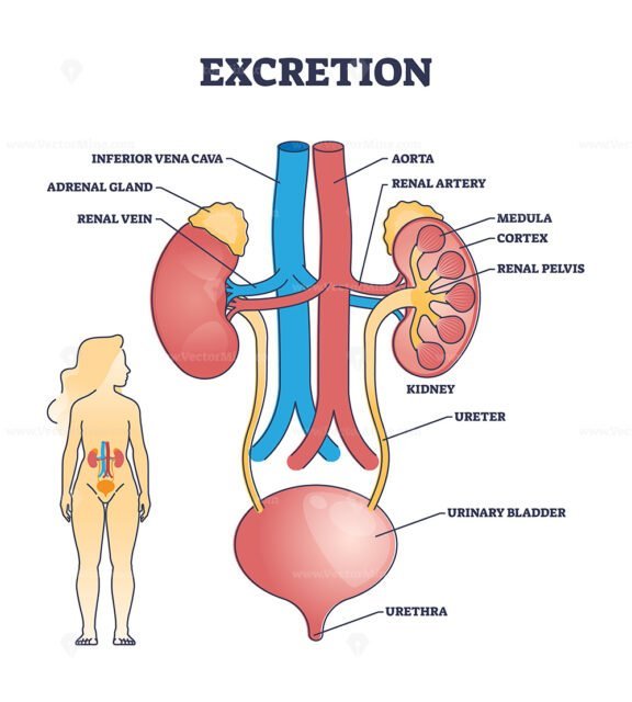 excretion outline diagram 1