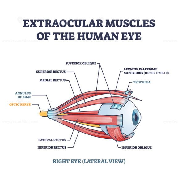 extraocular muscles outline 1