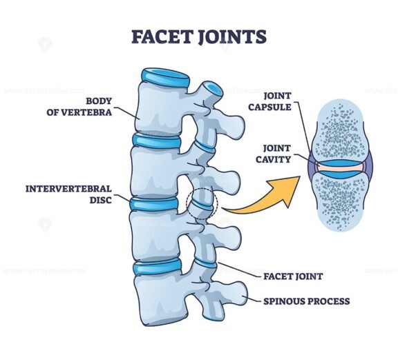 facet joints outline diagram 1