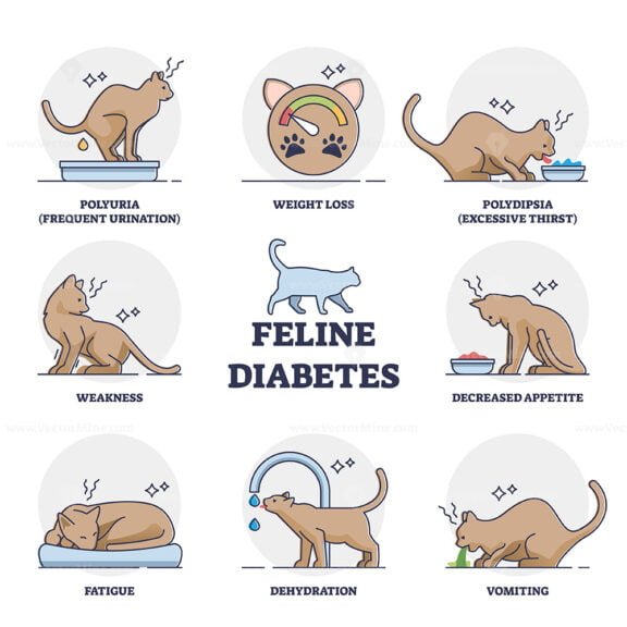 feline diabetes outline 1