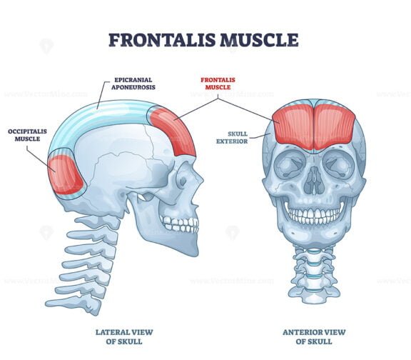 frontalis muscle outline 1