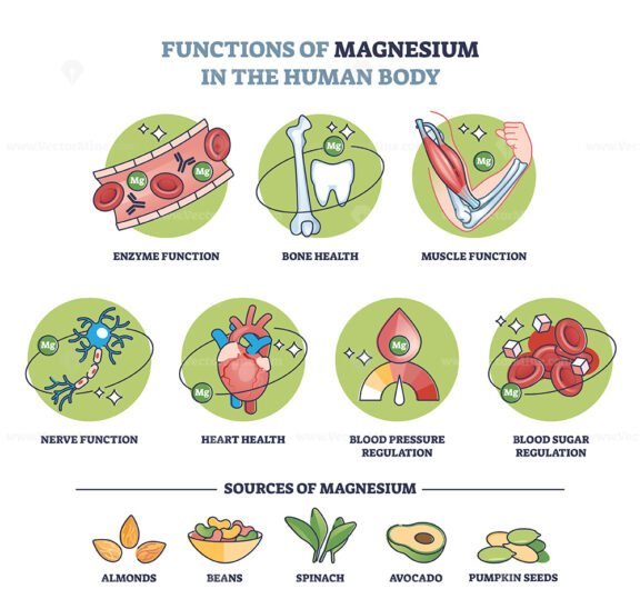 functions of magnesium in the human body outline diagram 1