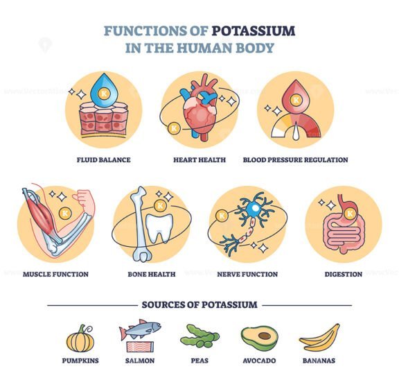 functions of potassium in the human body outline diagram 1