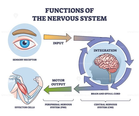 functions of the nervous system outline 1