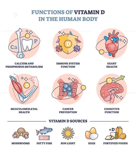 functions of vitamin d in the human body outline diagram 1