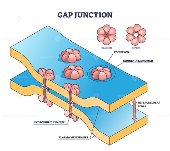 gap junction outline diagram 1