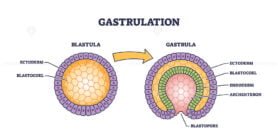 gastrulation 1 outline 1