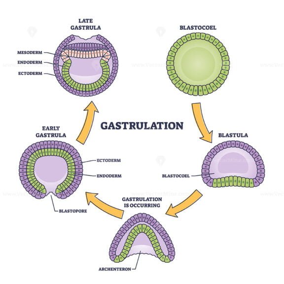 gastrulation 2 outline 1