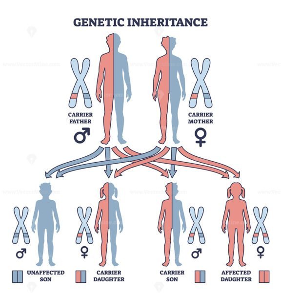 genetic inheritance outline 1