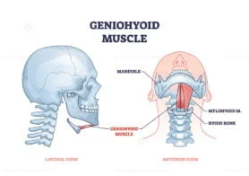 geniohyoid outline 1