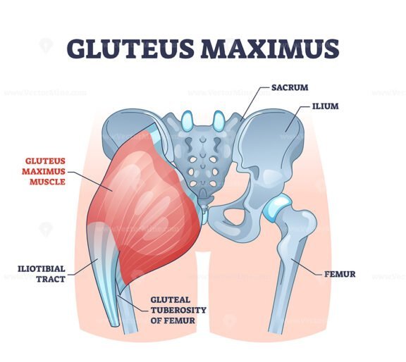 gluteus maximus outline 1