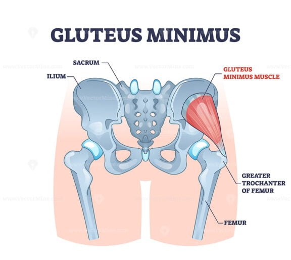 gluteus minimus m outline 1