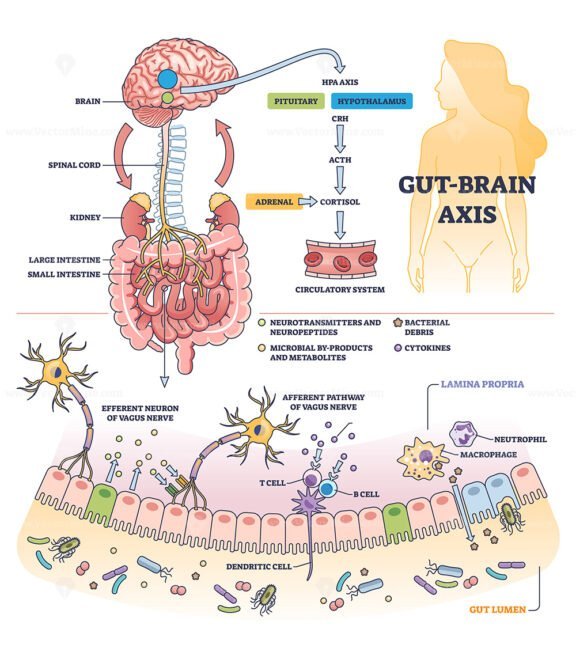 gut brain axis diagram 1 outline 1