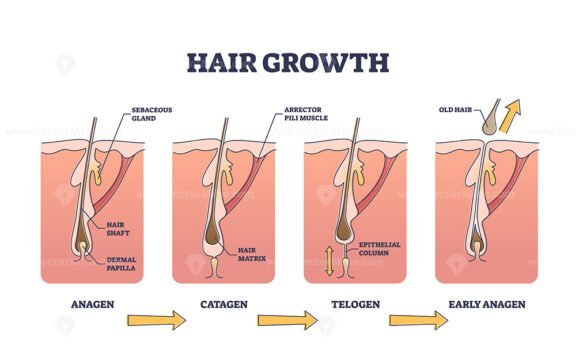 hair growth outline diagram 1