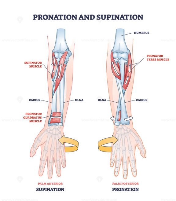 hand supination and pronation outline 1