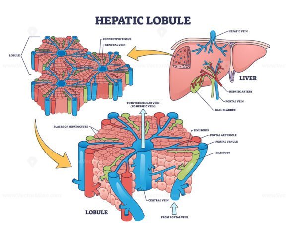 hepatic lobule outline 1