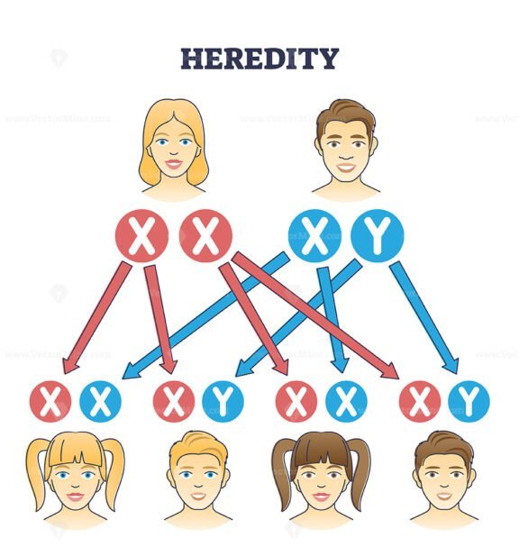 heredity outline diagram 1