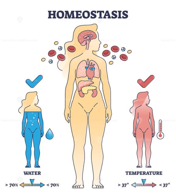 homeostasis 3 outline diagram 1