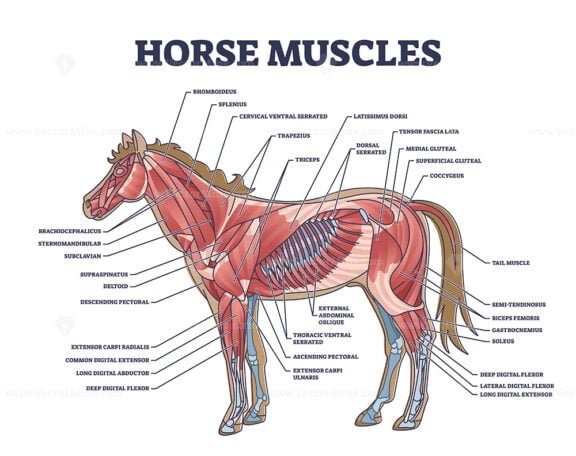 horse muscles outline 1