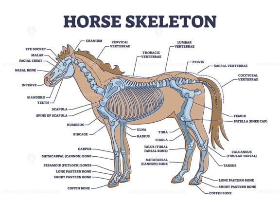 horse skeleton outline diagram 1