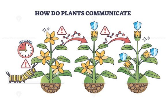 how do plants communicate with each other outline diagram 1