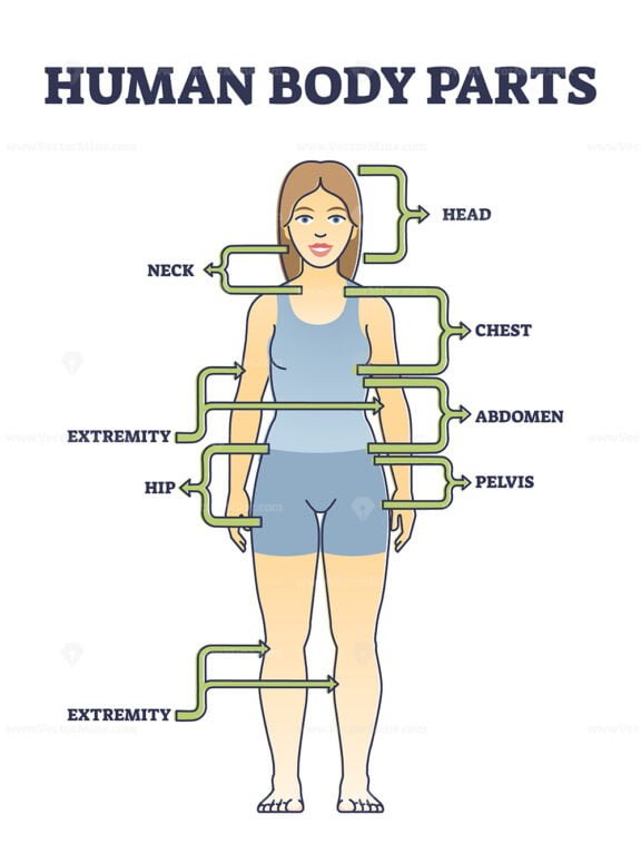 human body parts outline diagram 1