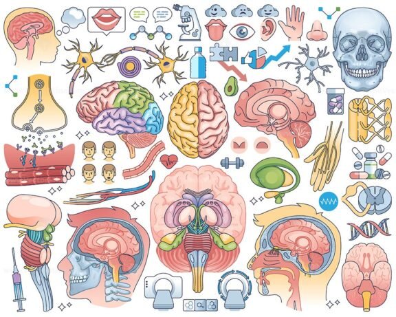 human brain collection outline 1