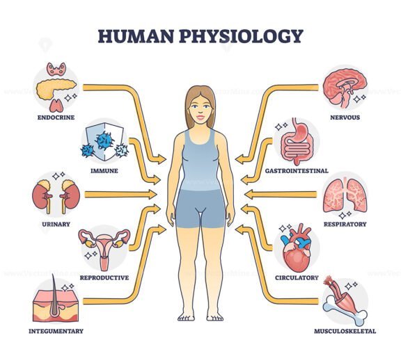 human physiology outline diagram 1