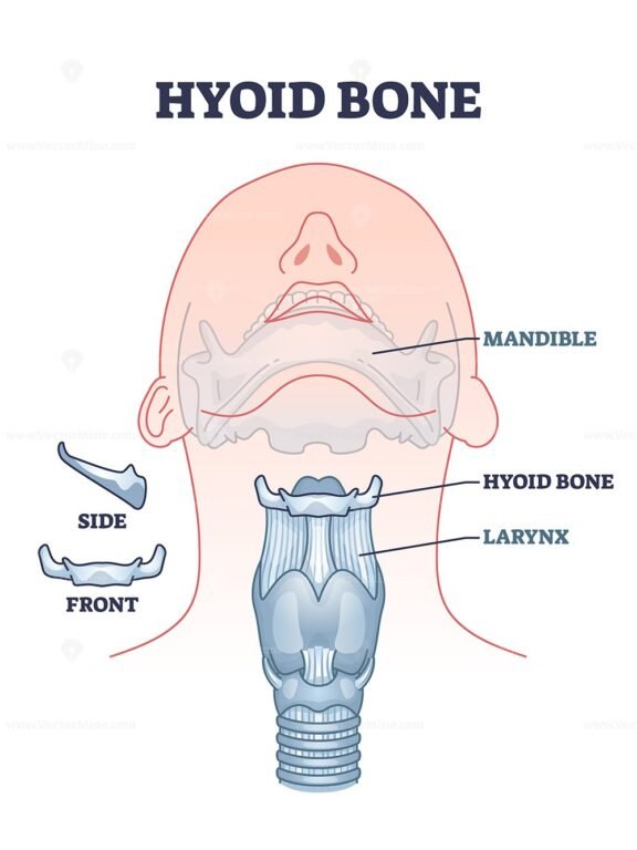 hyoid bone outline diagram 1