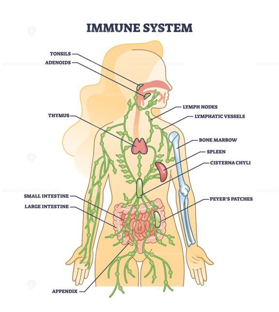 immune system diagram outline 1