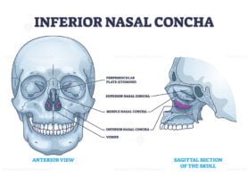 inferior nasal concha outline 1