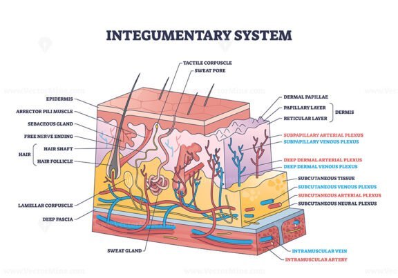 integumentary system outline 1