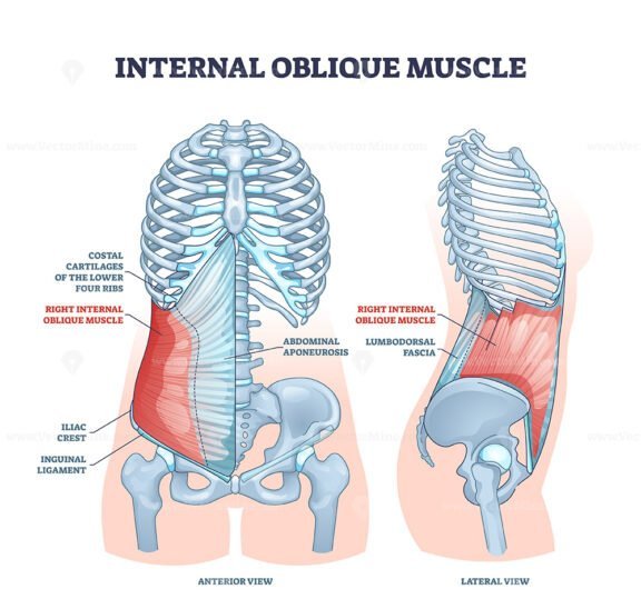 internal oblique outline 1