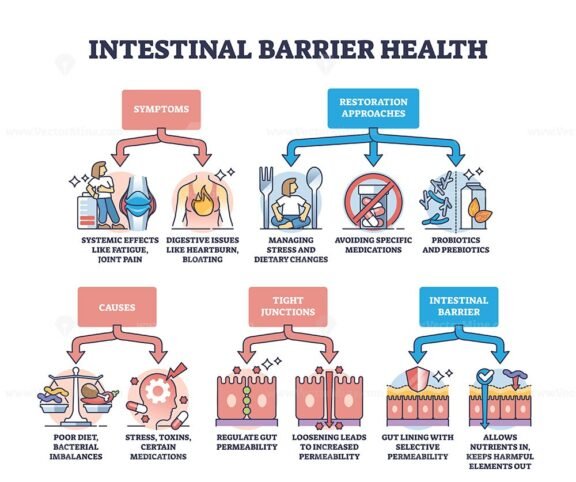 intestinal barrier health leaky gut syndrome outline diagram 1