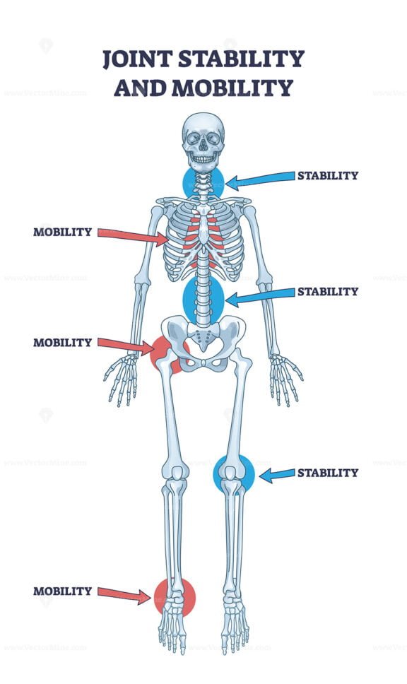 joint stability and mobility outline diagram 1