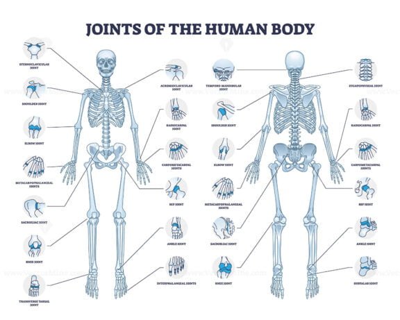 joints of the human body outline diagram 1