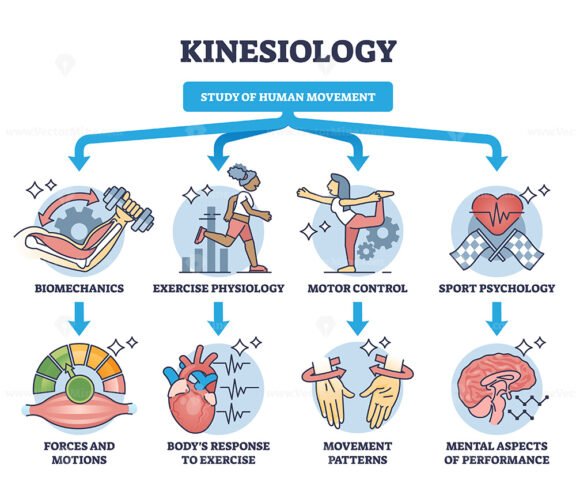 kinesiology diagram outline 1